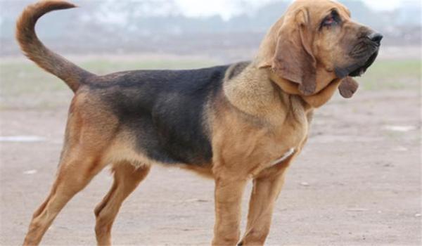 寻血猎犬三角洲怎么处理（三角洲行动寻血猎犬怎么处理科技）